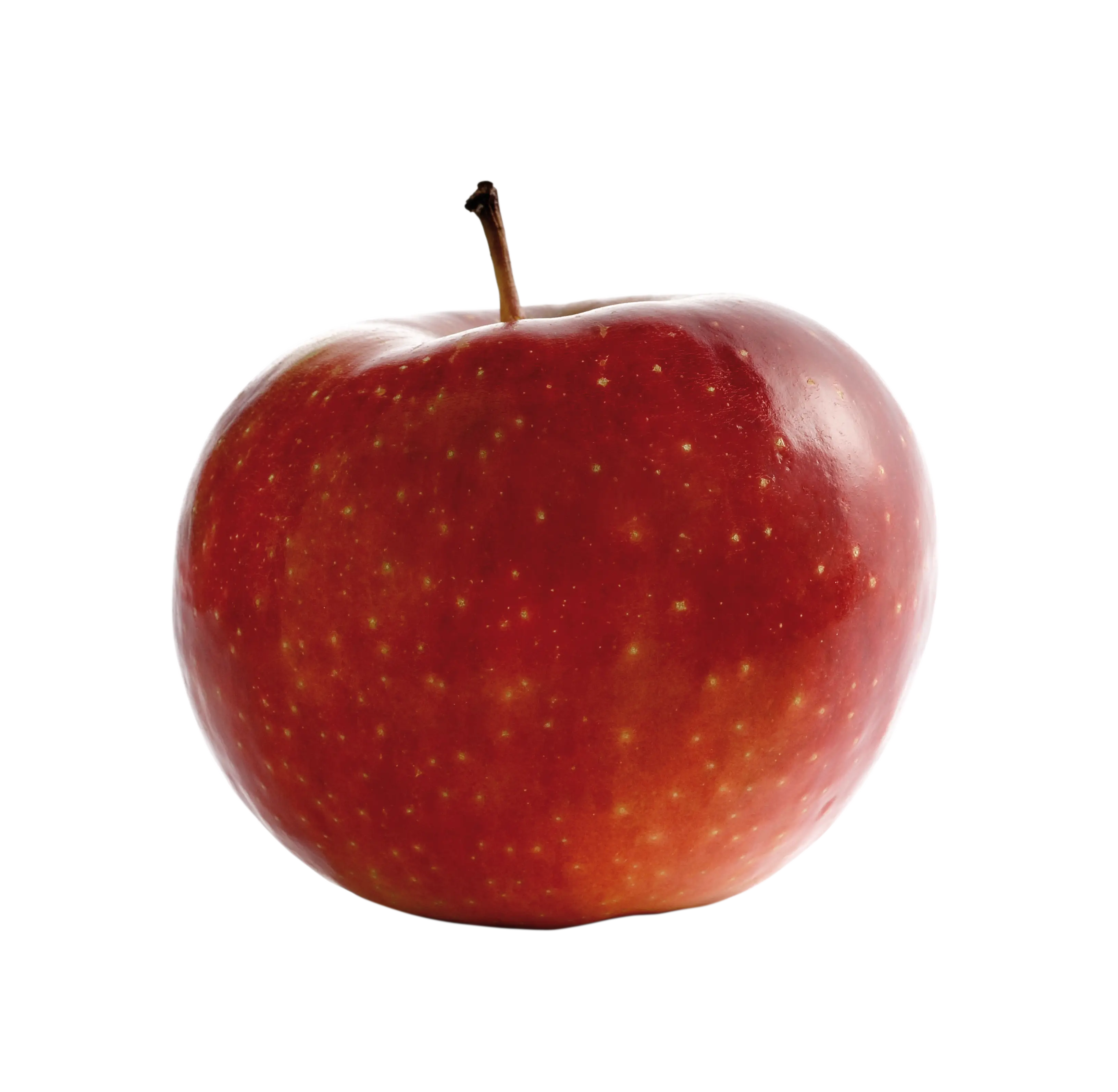 Fresh Red Apple Illustration