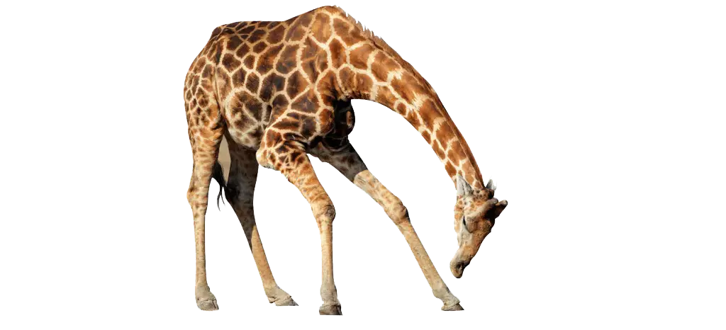 Realistic Giraffe