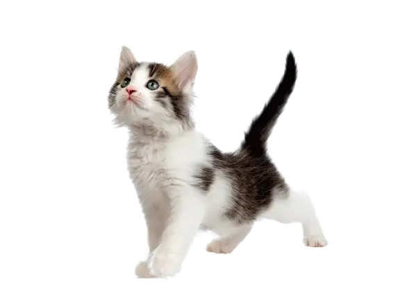 Playful Standing Kitten Portrait