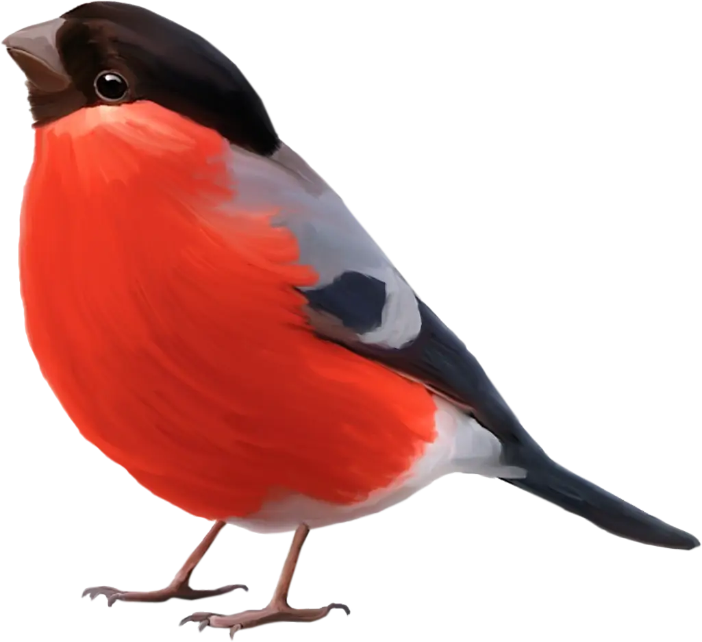 Brightly colored bullfinch bird illustration