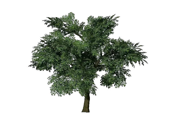 Green Tree with Dense Leaves