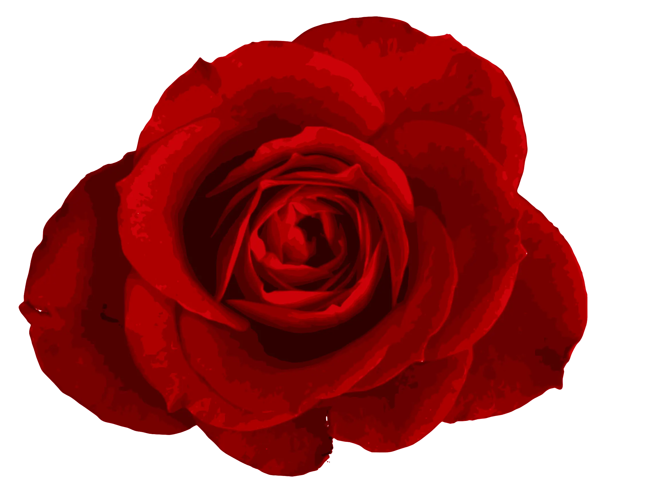 Red Rose Close-Up Illustration