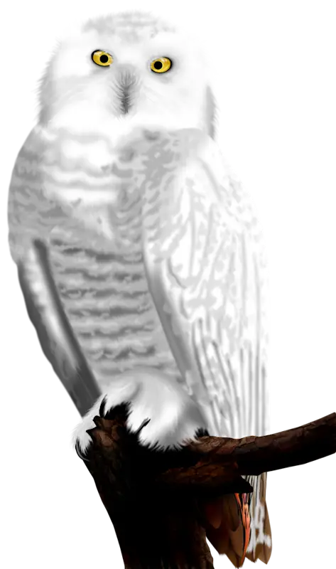 Majestic Snowy Owl Perched