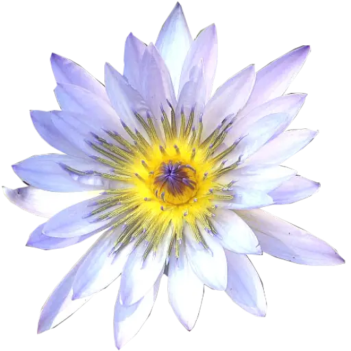 White and Purple Lotus Flower