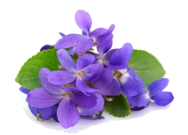Beautiful Violet Flowers