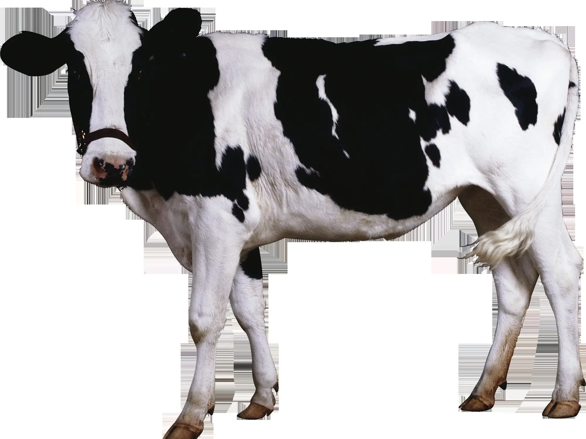 Black and White Holstein Cow