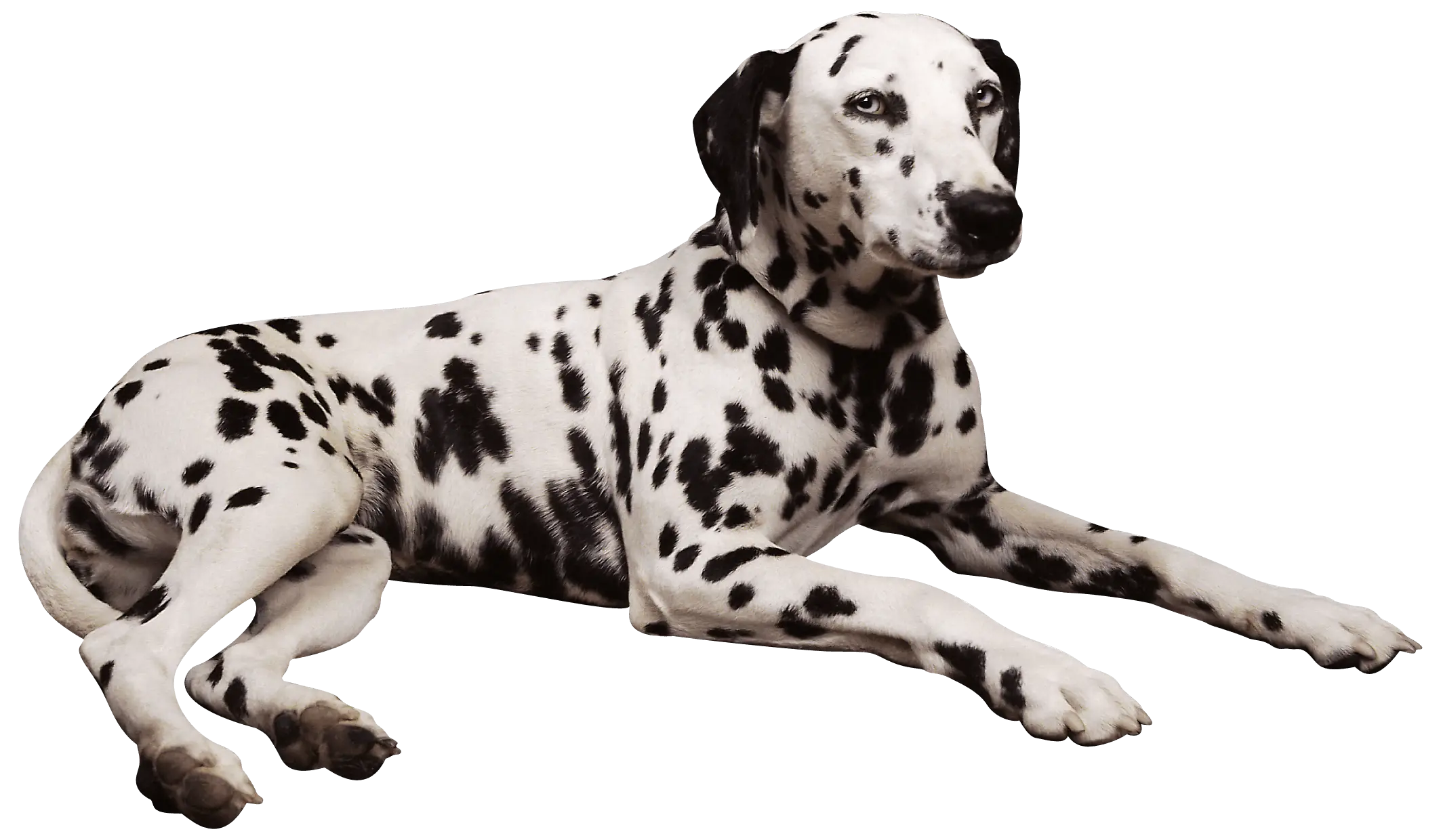 Dalmatian Dog Lying Down