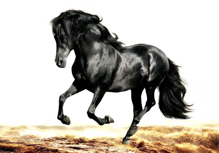 Majestic Black Horse Running in Nature