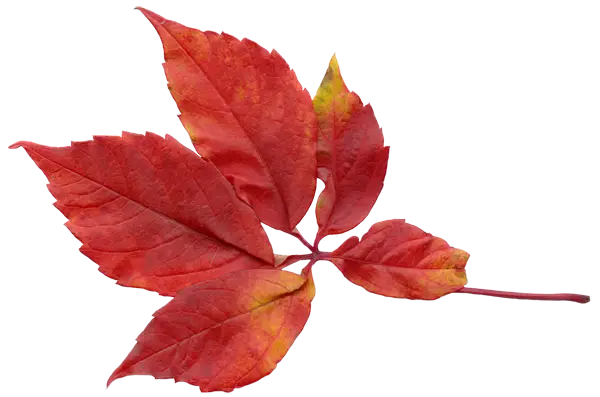 Vibrant Red Autumn Leaf