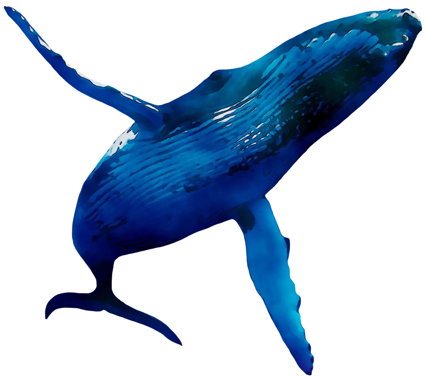 Blue Humpback Whale in Motion