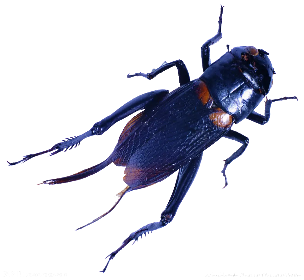 Black Cricket Close-Up