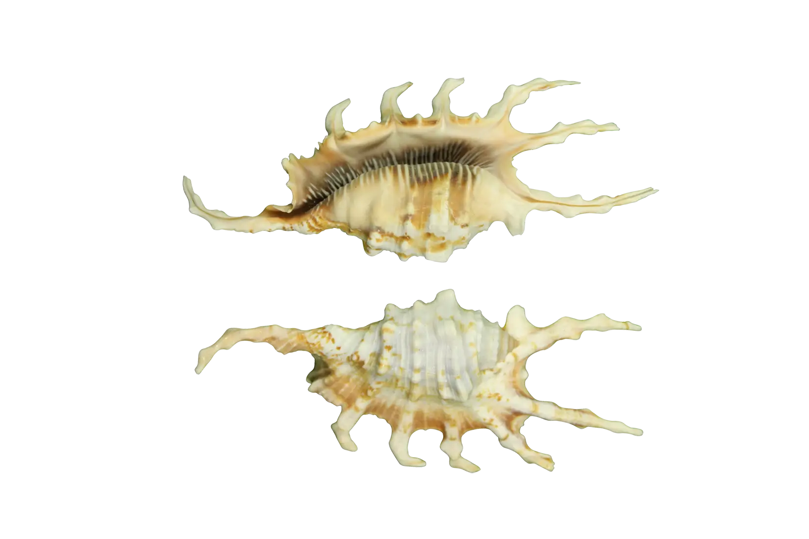 Detailed Murex Seashells from the Ocean