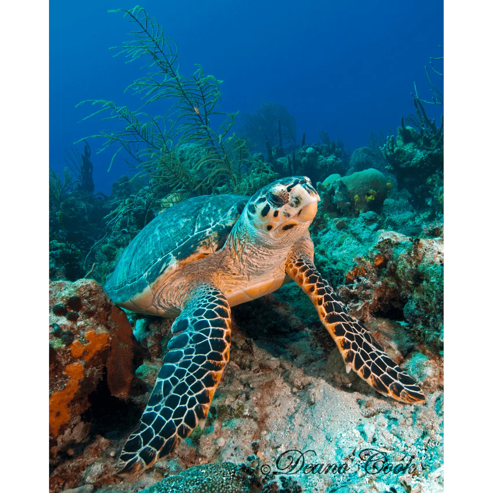 Sea Turtle in Ocean