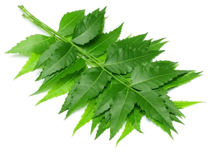 Clustered Green Leaves in a Natural Display