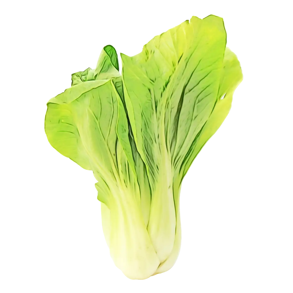 Fresh Organic Bok Choy