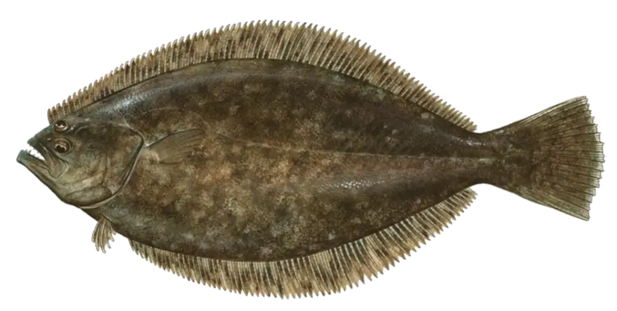 Detailed Image of a Halibut Fish