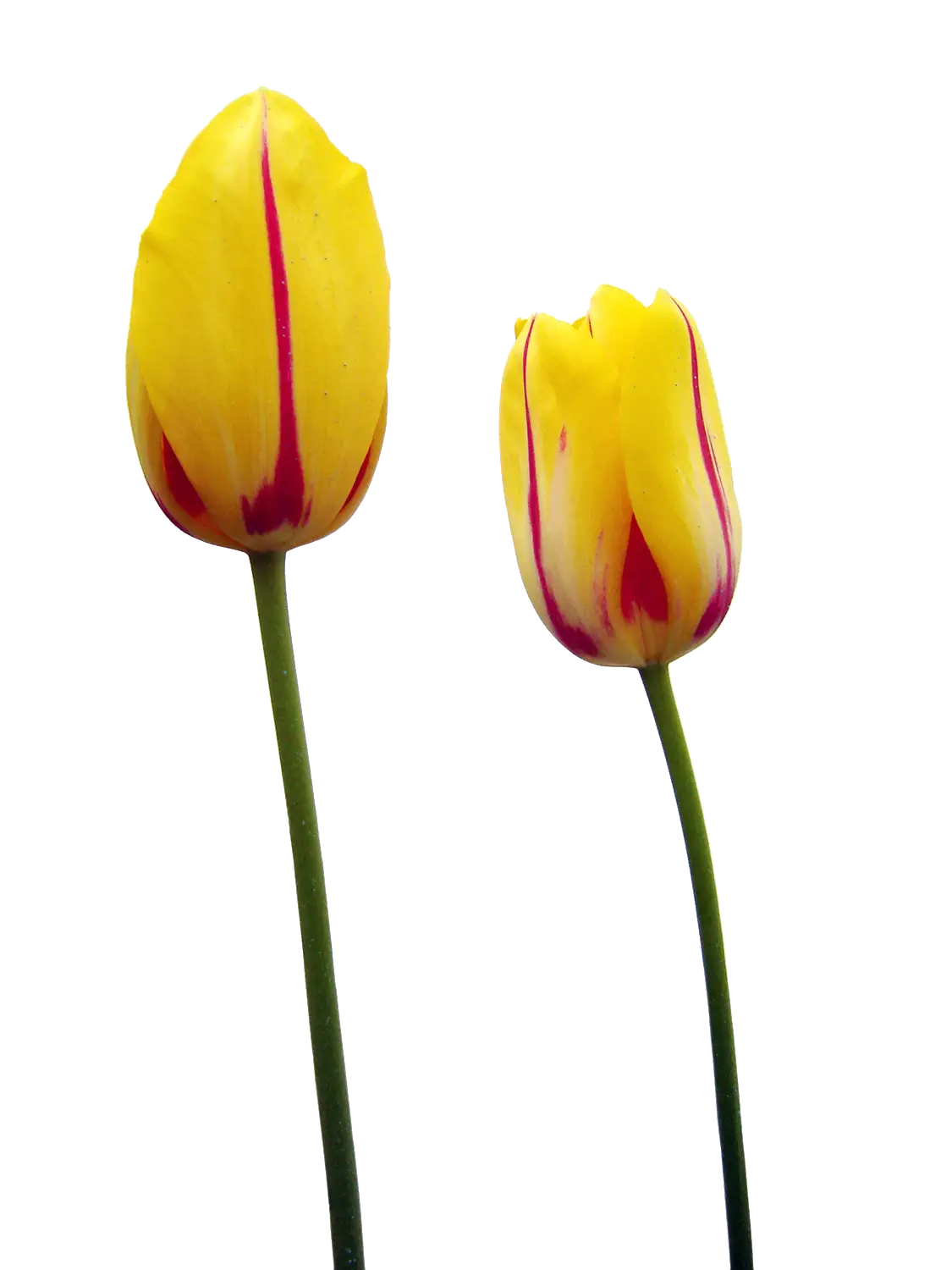 Yellow Tulip Flowers with Red Stripes