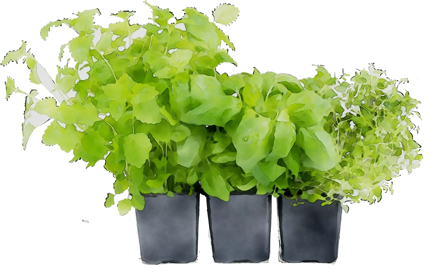 Fresh Potted Green Plants