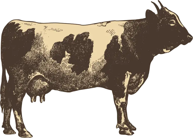 Vintage Cow Illustration in Rustic Style