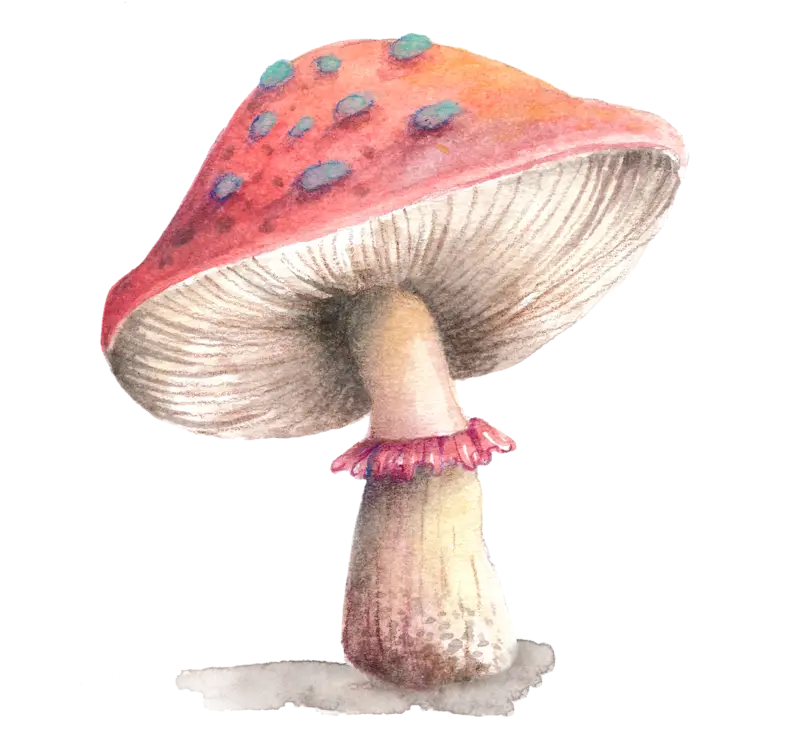 Watercolor Illustration of a Mushroom