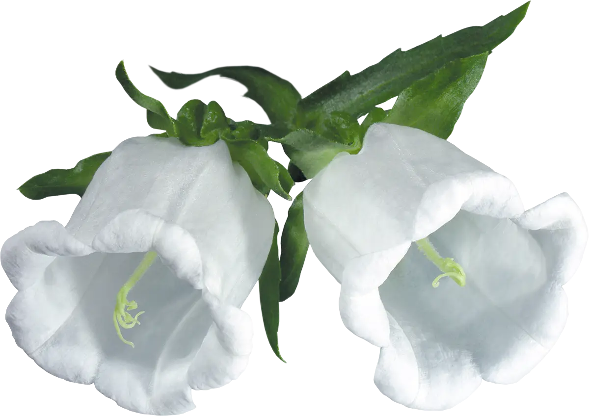 White Bell Flowers with Green Stems