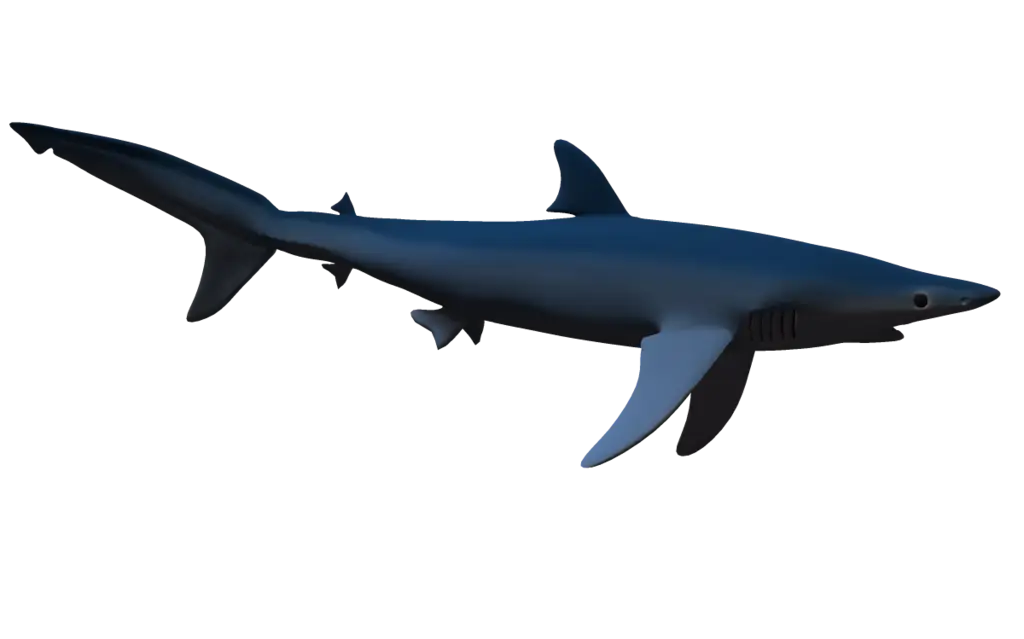 Majestic Shark