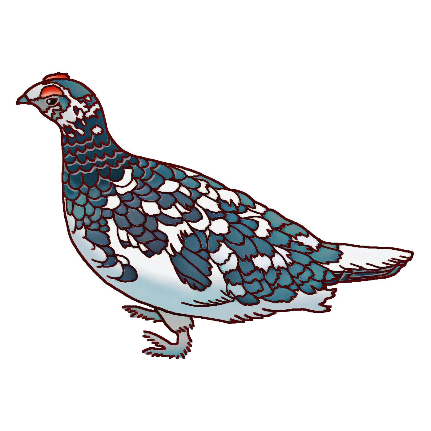 Bird Illustration