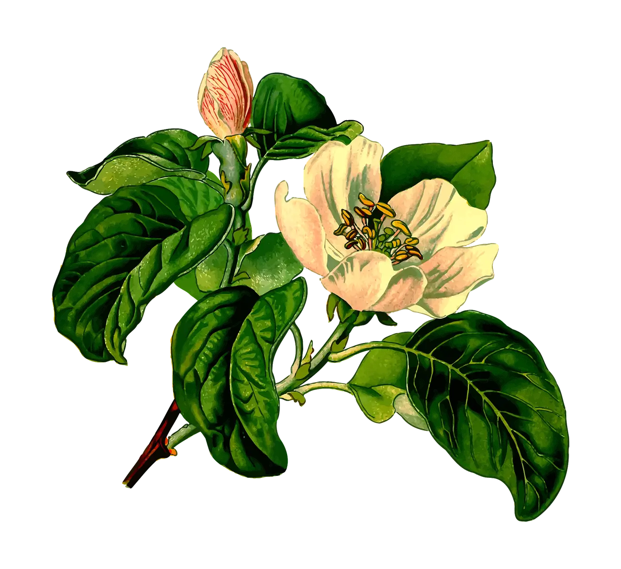 Flower with Leaves
