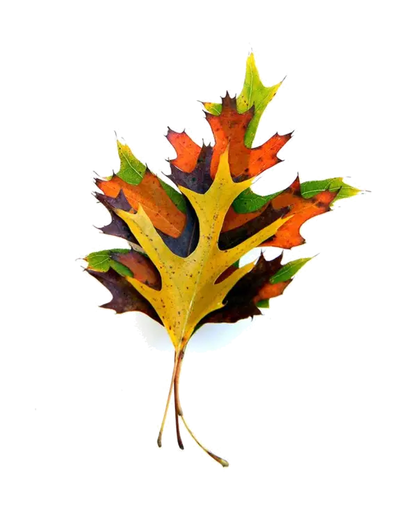 Colorful Autumn Oak Leaf with Fall Hues