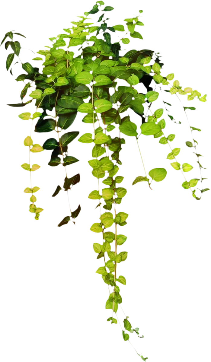 Trailing Green Plant Hanging Illustration
