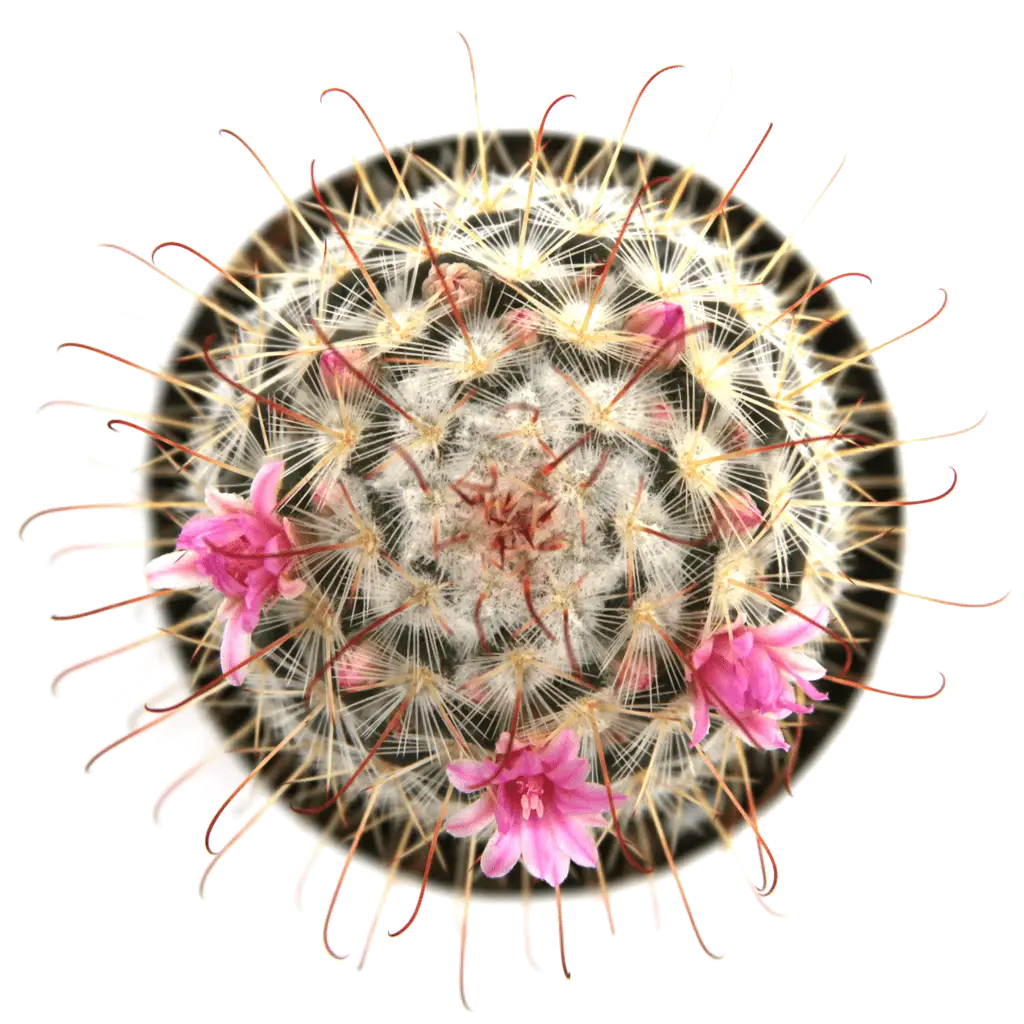Cactus with Flowers in Bloom