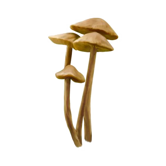 Brown Mushrooms