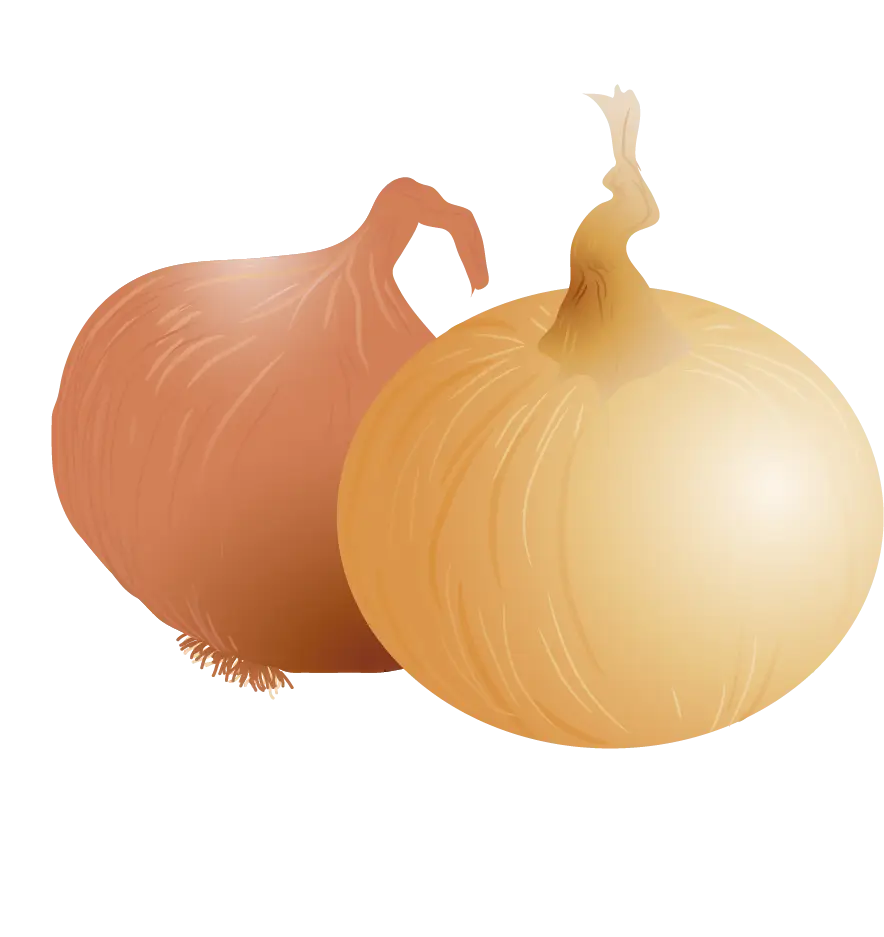 Fresh Onions for Cooking