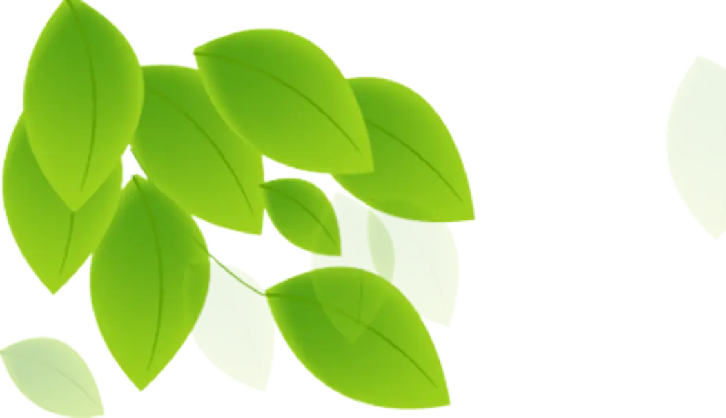 Green Leaves in Cluster with Transparency