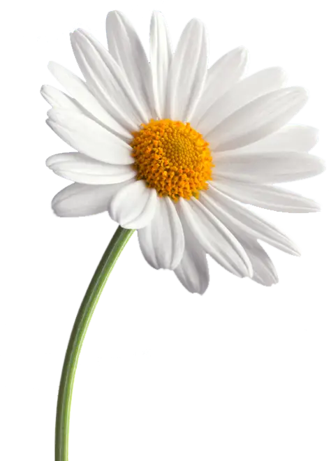White Daisy Flower Illustration