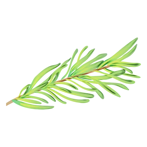Fresh Rosemary Herb Sprig Illustration
