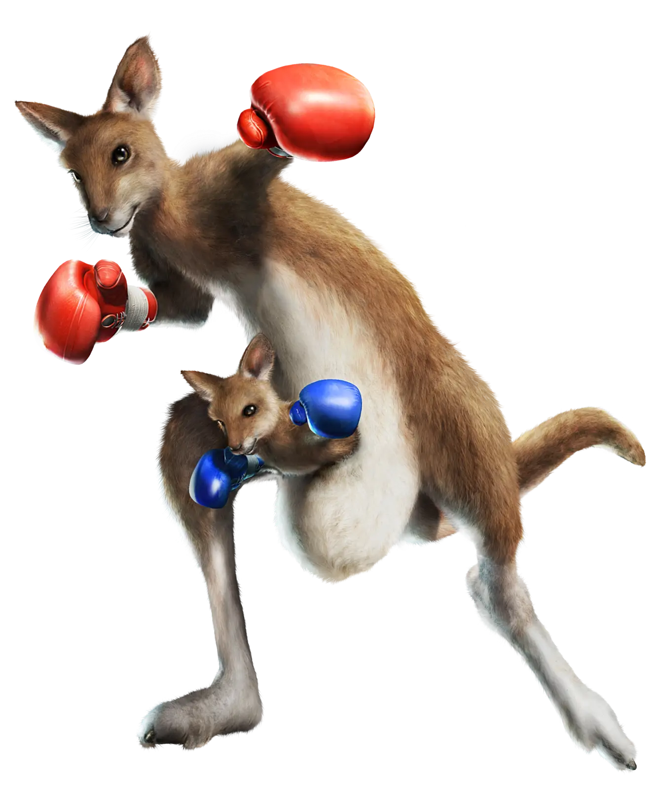 Kangaroo Boxer with Gloves Illustration