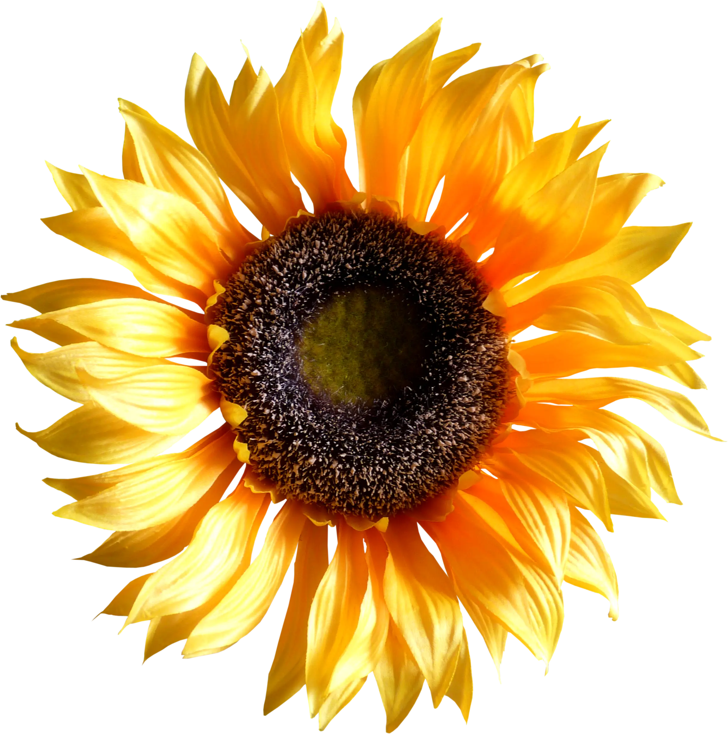 Bright Yellow Sunflower