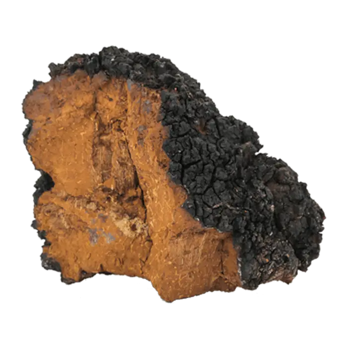Chaga Mushroom on White Background