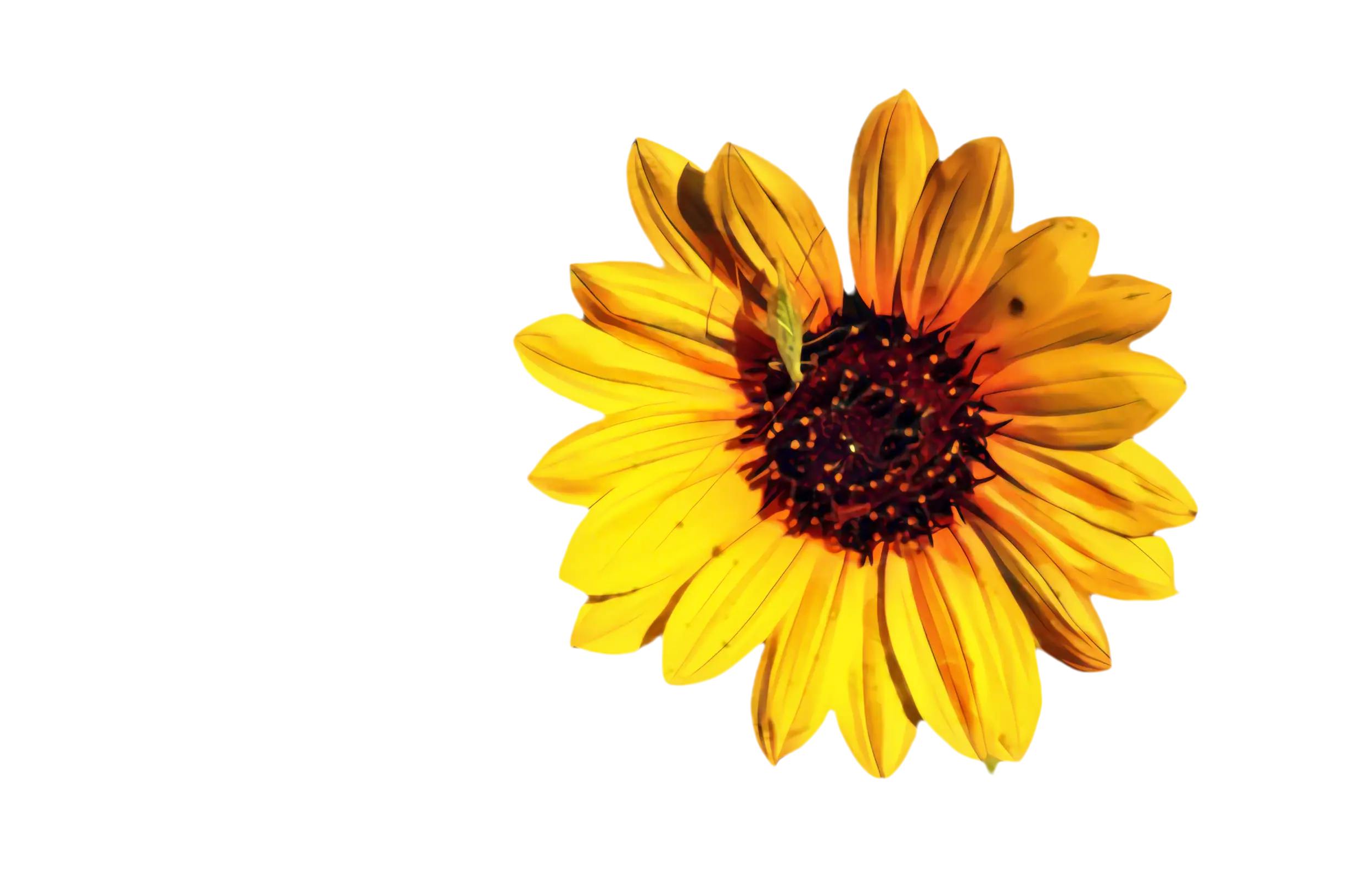 Bright Yellow Sunflower Illustration