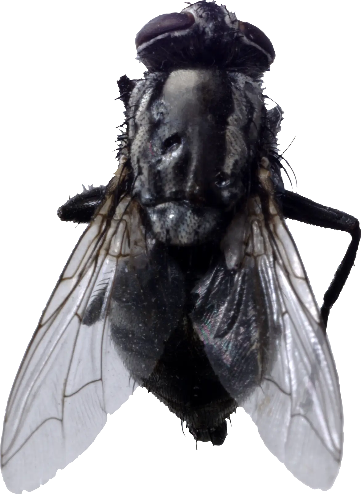 Macro Shot of a Housefly