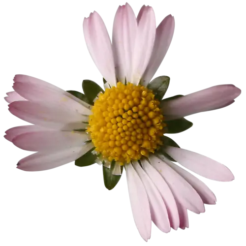 Pink Daisy Flower with Yellow Center