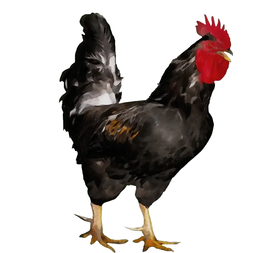 Black Rooster on a Farm