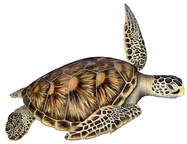 Realistic Illustration of a Swimming Turtle