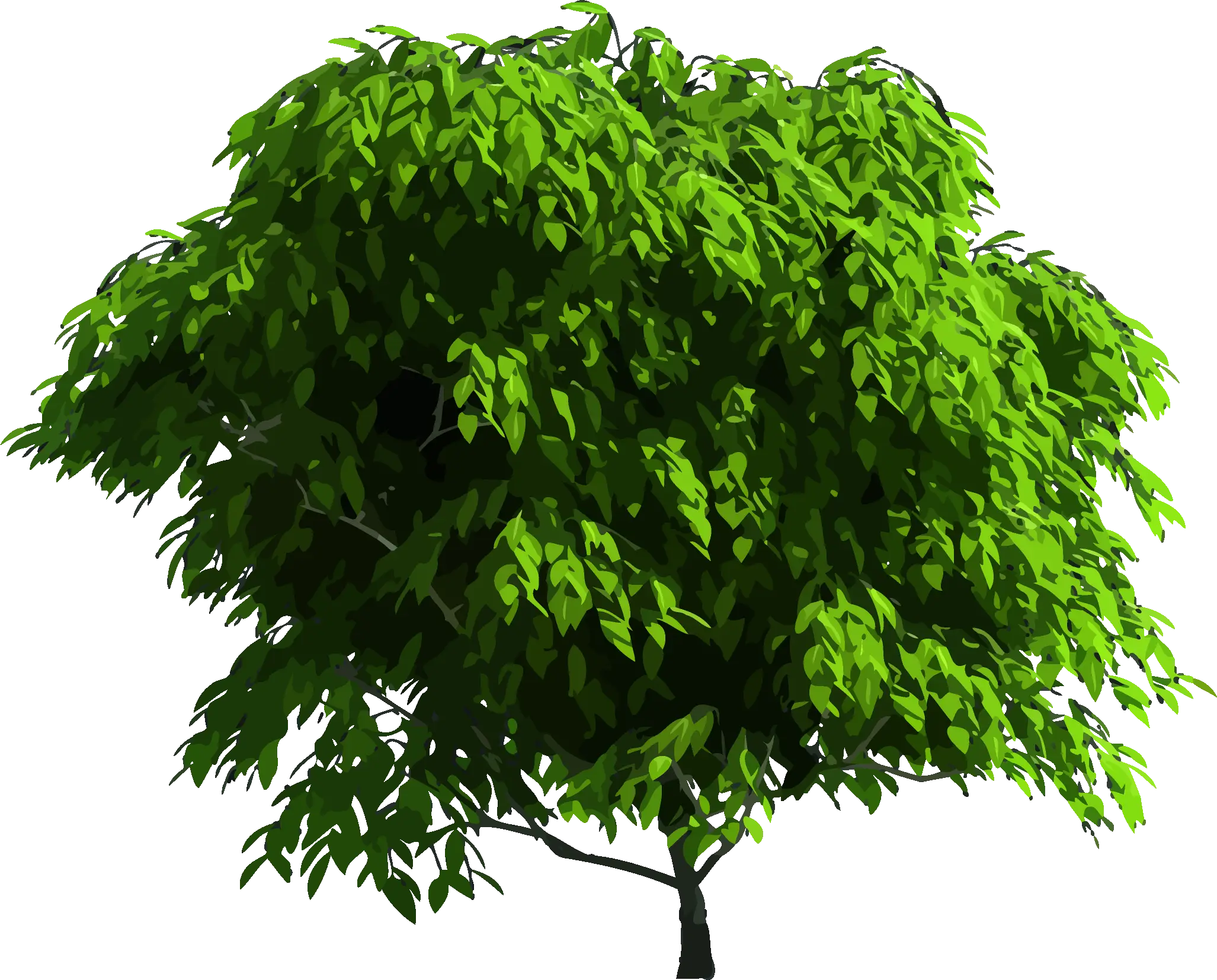Lush Green Tree with Dense Foliage