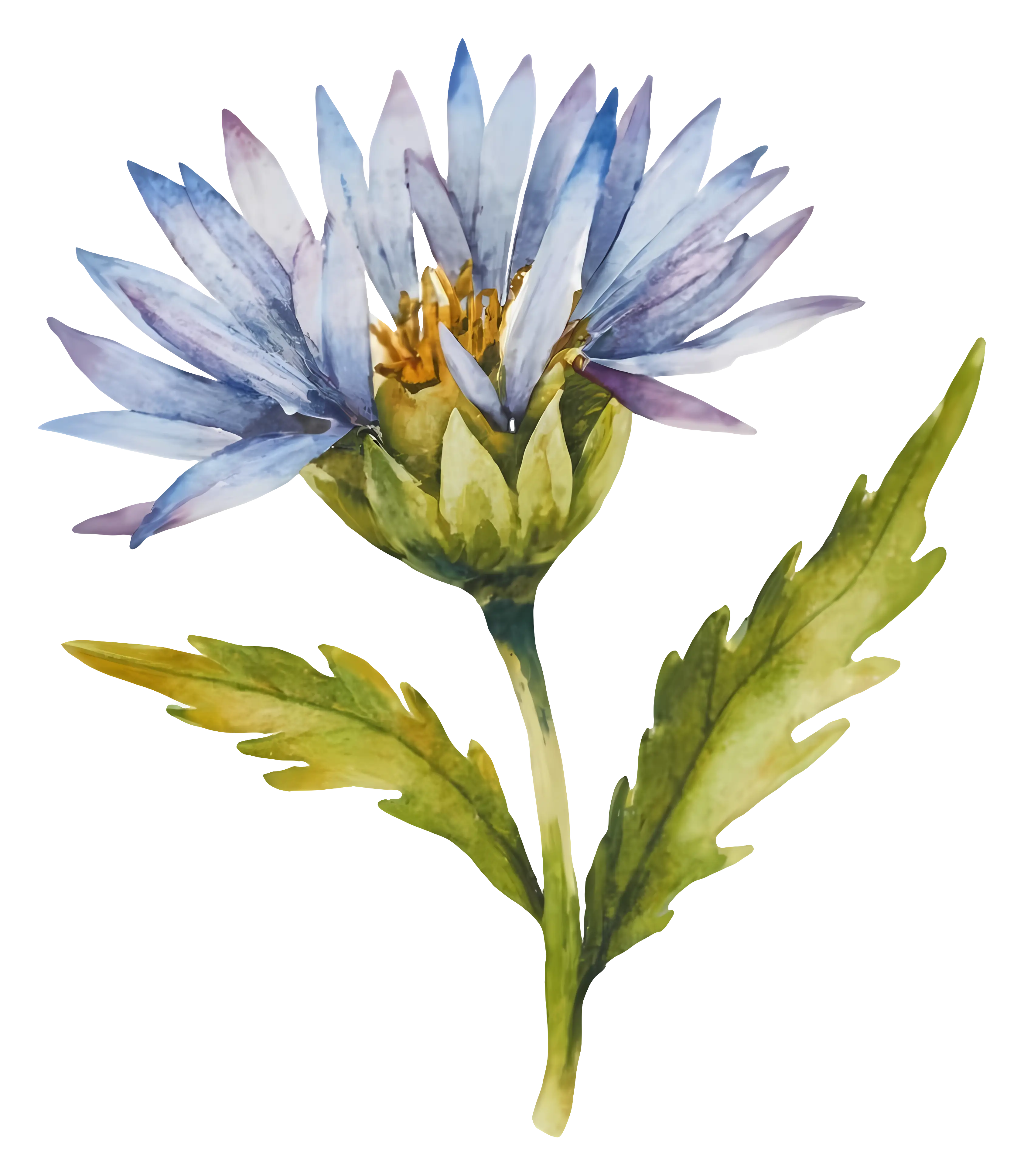 Watercolor Illustration of Blue Flower