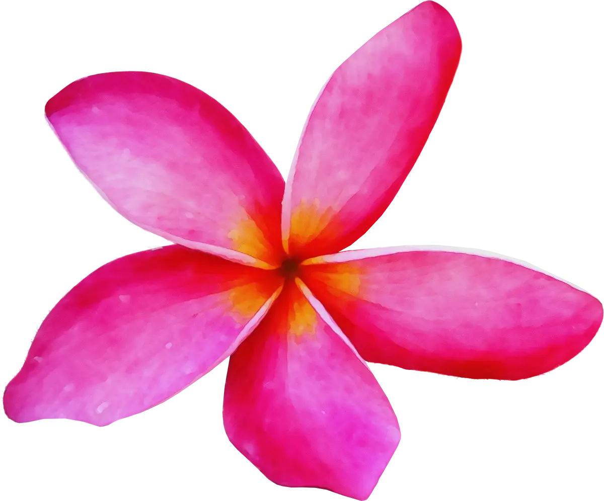 Pink Plumeria Tropical Flower