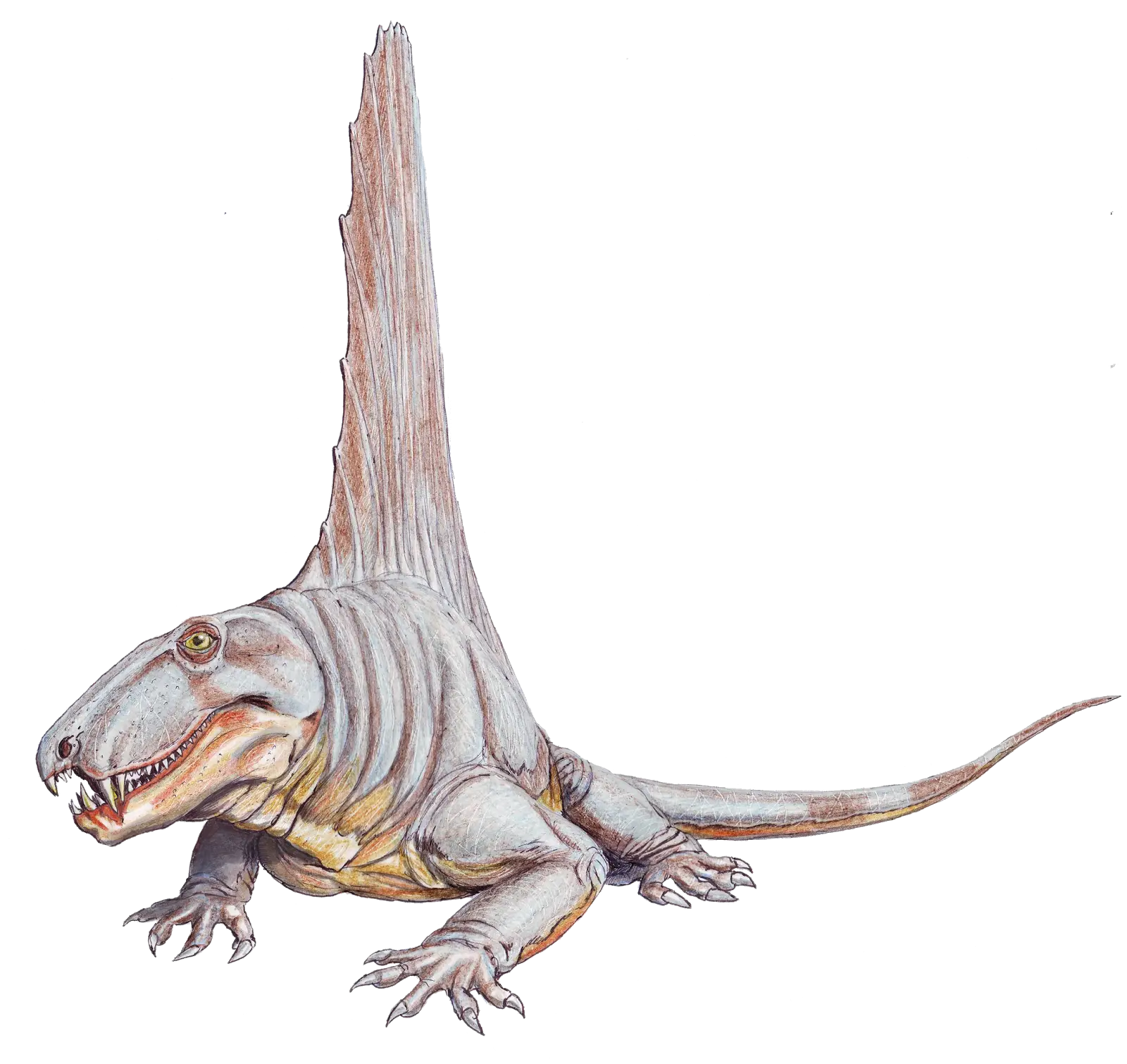 White Prehistoric Reptile with Sail Structure