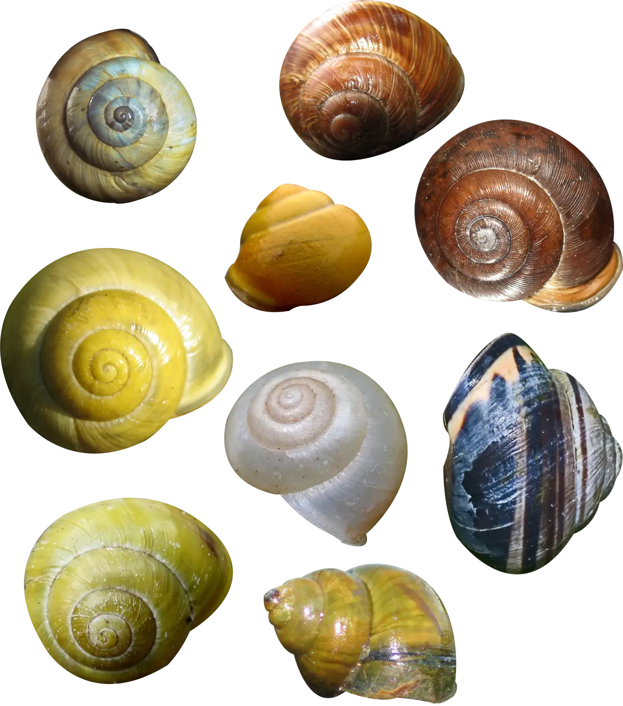 Variety of Colorful Snail Shells