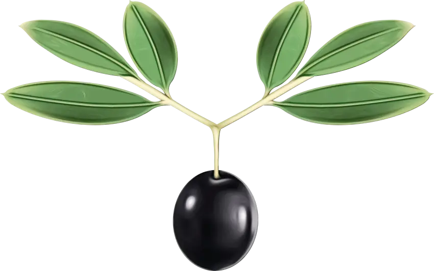 Black Olive with Green Leaves